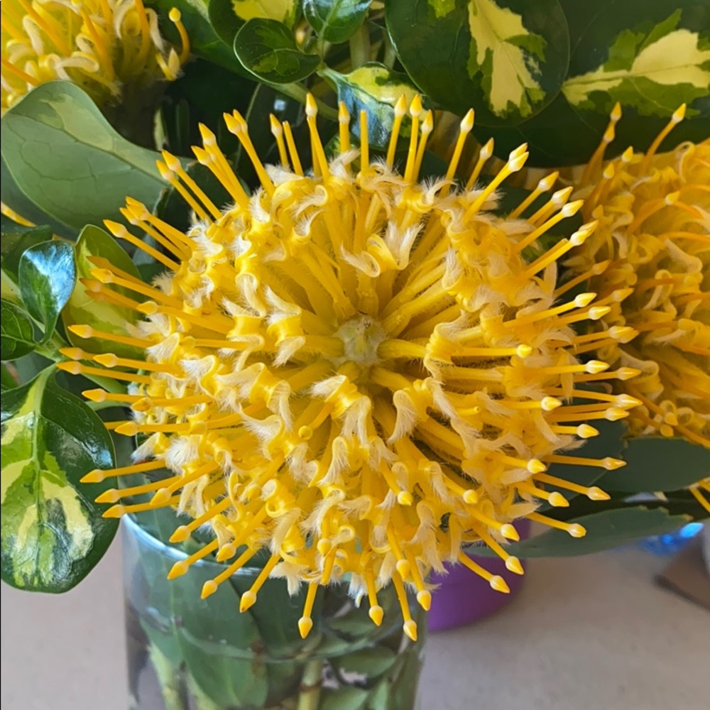 Meet your Posher, Cecilia